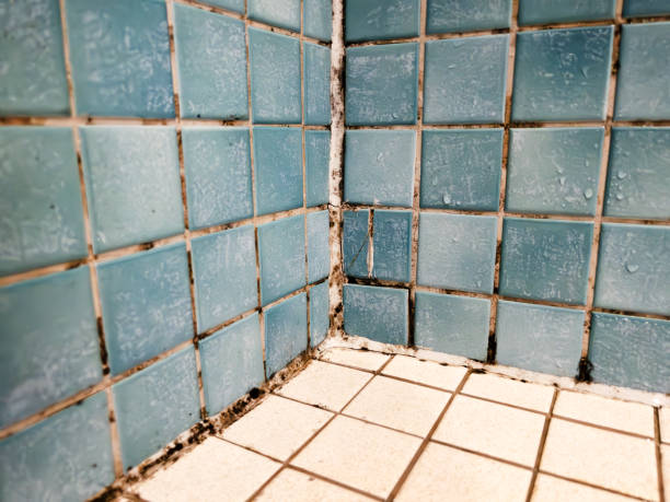 Best Attic Mold Removal  in Emory, TX