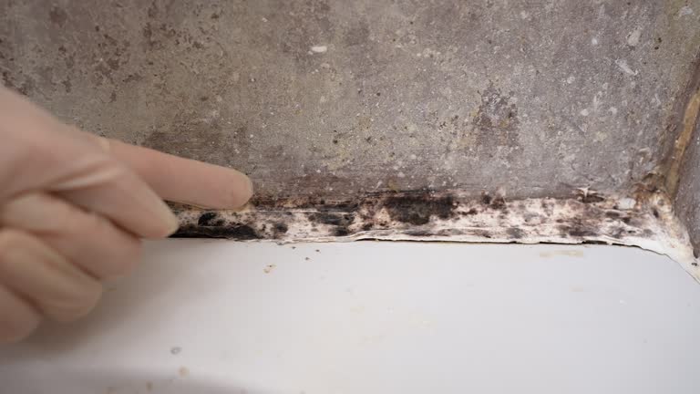 Best Asbestos and Lead Testing During Mold Inspection  in Emory, TX
